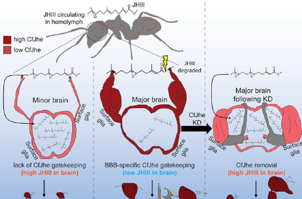 A graphic showing role of blood-brain barrier in governing ant behavior